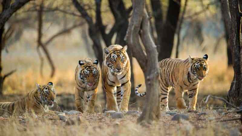 Famous Wildlife Safaris in India