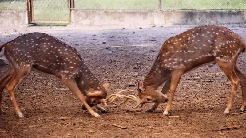 Alipore Zoo