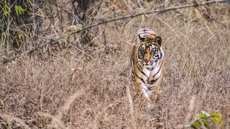 Bandhavgarh National Park