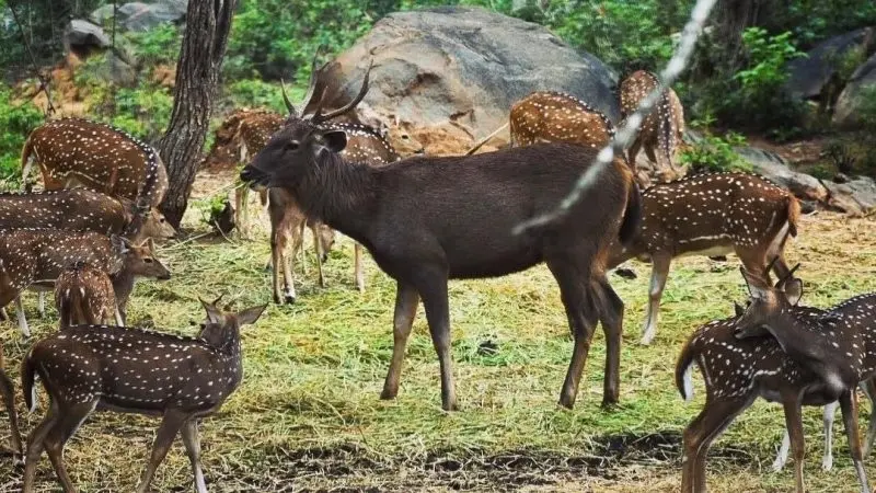 Bannerghatta National Park