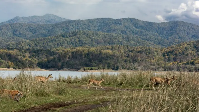 Jim Corbett National Park