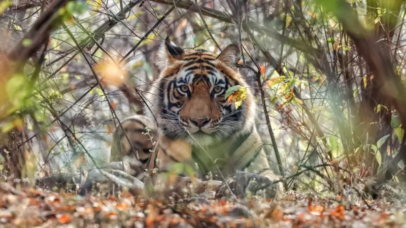 Kanha National Park