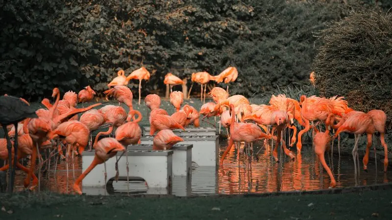 Mumbai Zoo (Veermata Jijabai Bhosale Udyan And Zoo)