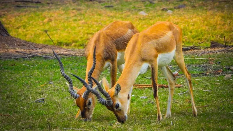 Nehru Zoological Park